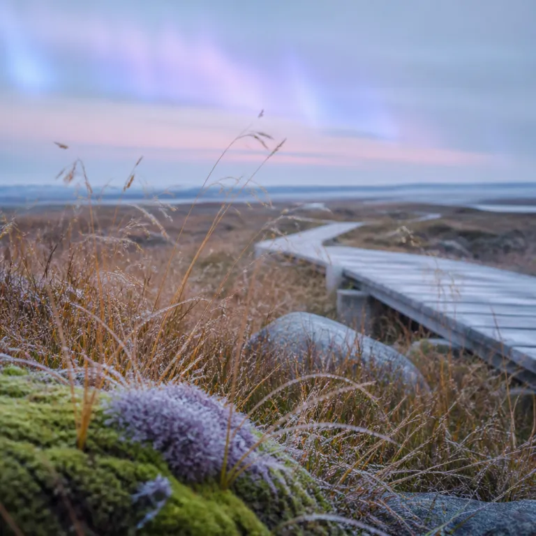 September in the Arctic: Northern Lights Return, Crowds Leave, and the Tundra Turns Gold