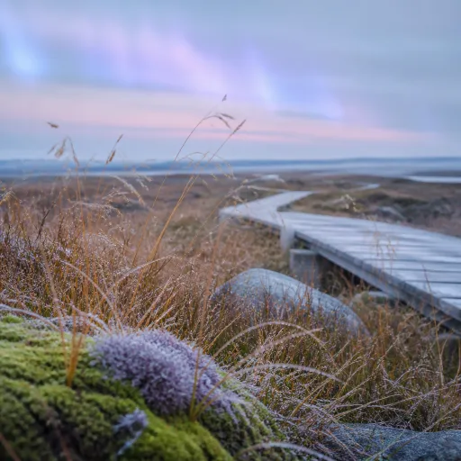 September in the Arctic: Northern Lights Return, Crowds Leave, and the Tundra Turns Gold