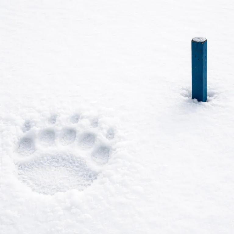 The 300-Metre Rule: How Svalbard's New Polar Bear Regulations Changed What an Arctic Cruise Can Deliver