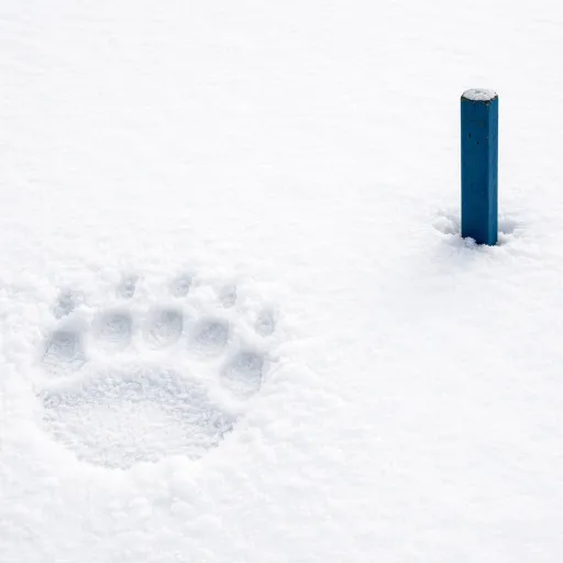 The 300-Metre Rule: How Svalbard's New Polar Bear Regulations Changed What an Arctic Cruise Can Deliver